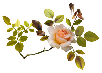 wilted rose of a calm coral color with foliage. Realistic vector image of a dead flower on a white background
