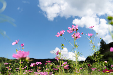秋晴れのコスモス