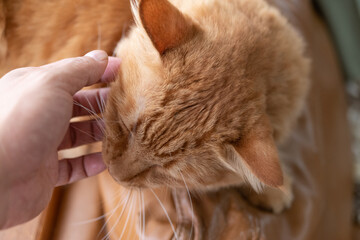 猫を撫でる　茶トラ猫