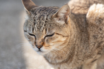 眠そうな猫　キジトラ猫