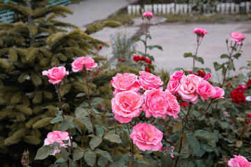 Lovely pink roses in a flower bed. Spring plants.	