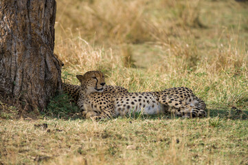Cheetahs (Acinonyx jubatus) resting in shade of tree, Masai Mara National Game Park Reserve, Kenya, East Africa