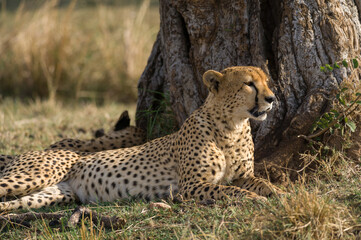 Cheetahs (Acinonyx jubatus) resting in shade of tree, Masai Mara National Game Park Reserve, Kenya, East Africa