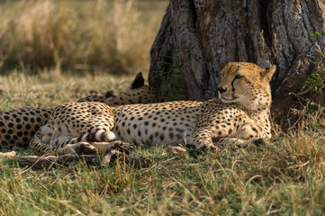 Cheetahs (Acinonyx jubatus) resting in shade of tree, Masai Mara National Game Park Reserve, Kenya, East Africa