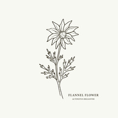 Sketch flannel flower illustration. Hand drawn Australian native plant - obrazy, fototapety, plakaty
