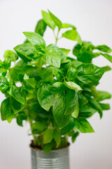 Fresh aromatic culinary herbs. Bunch of basil on a white background