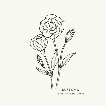 Sketch eustoma flower. Lisianthus illustration