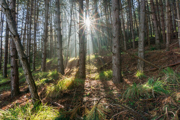 A ray of sunlight sneaks through the pine trees in the morning