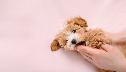 Maltipoo dog. Adorable Maltese and Poodle mix Puppy. Dog on Pink background. Banner