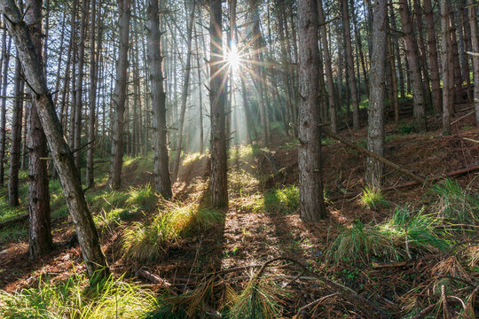 A ray of sunlight sneaks through the pine trees in the morning © Néstor MN