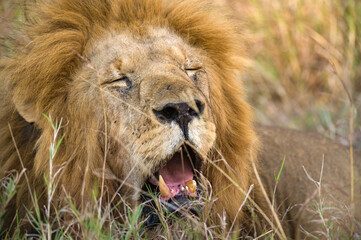 Male lion resting (panthera leo), Masai Mara National Game Park Reserve, Kenya, East Africa