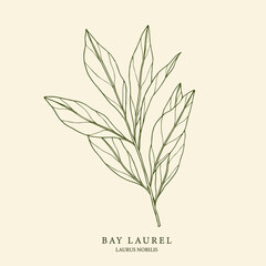 Bay laurel hand drawn illustration. Botanical design