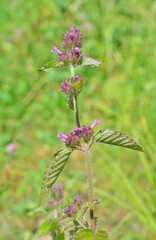 Blooming plant (Clinopodium chinense)