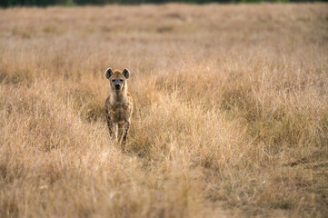 Spotted Hyena (Hyaenidae) standing looking at camera, Maasai Mara, Kenya