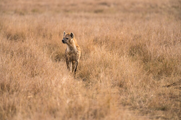 Naklejka na ściany i meble Spotted Hyena (Hyaenidae) standing in tall grass, Maasai Mara, Kenya