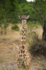 Masai Giraffe (Giraffa camelopardalis tippelskirchi), Maasai Mara, Kenya