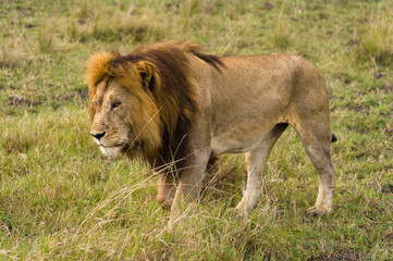 Male lion walking (panthera leo), Masai Mara National Game Park Reserve, Kenya, East Africa
