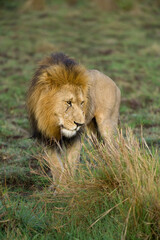 Male lion (panthera leo) standing looking in tall grass, Masai Mara, Kenya