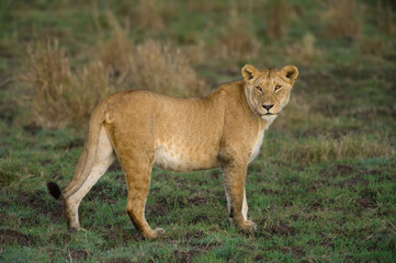 Obraz na płótnie Canvas Female lion (Panthera leo) standing looking, Masai Mara, Kenya