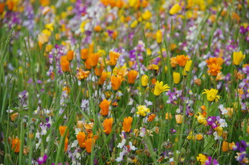 春の花　ワイルドフラワー（横）　伊豆松崎町にて