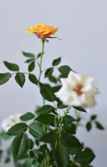 Obraz premium 室内のミニバラ