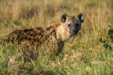 Spotted Hyena (Hyaenidae) standing in tall grass, Maasai Mara, Kenya