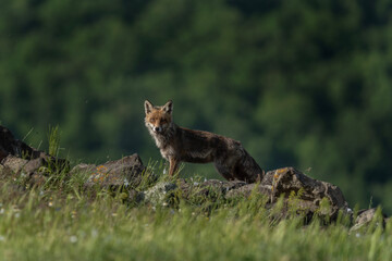 Red fox looking for food. Fox during spring in the Rhodope mountains. Bulgaria wildlife.