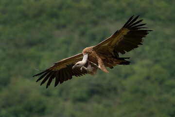 Griffon vulture searching for food. Vultures moving in the Bulgarian mountains. Scavengers near the carcass. Wildlife in Rhodope mountains.