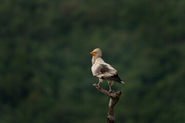 Egyptian vulture searching for food. Vultures moving in the Bulgarian mountains. Scavengers near the carcass. Wildlife in Rhodope mountains.