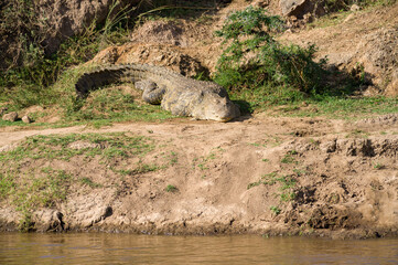 Nile crocodile (Crocodylus niloticus) basking by river, Masai Mara, Kenya