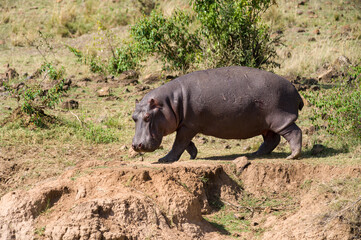 Lone hippo walking on river bank (Hippopotamus amphibius), Maasai Mara, Kenya