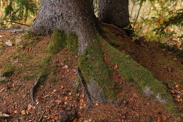 Tree roots covered with moss visible through soil in autumn forest