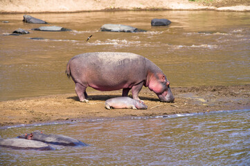 Mother and calf hippo by river water (Hippopotamus amphibius), Maasai Mara, Kenya