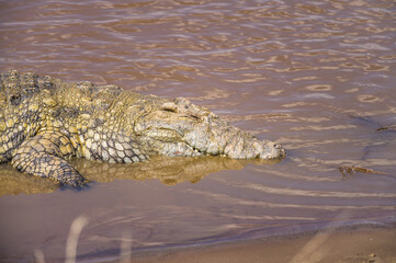 Nile crocodile (Crocodylus niloticus) basking in shallow river water, Masai Mara, Kenya