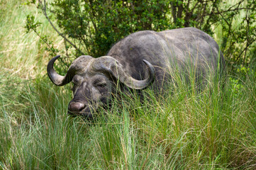 African or Cape buffalo (Syncerus caffer) in tall grass, Masai Mara National Game Park Reserve, Kenya, East Africa
