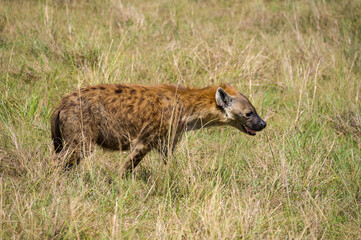 Spotted Hyena (Hyaenidae) walking in tall grass, Maasai Mara, Kenya