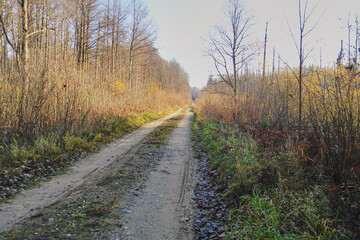 Fototapeta na wymiar forest dirt road in autumn forest
