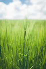 green wheat field and sunny day