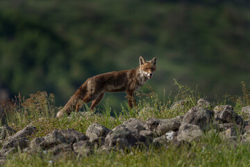 Red fox looking for food. Fox during spring in the Rhodope mountains. Bulgaria wildlife.
