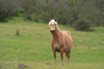 Fototapeta premium Horses on the meadow. Herd of horses in Bulgaria grazing. Spring in Rhodope mountains. 