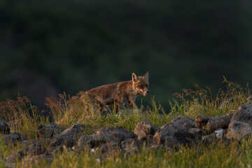 Red fox looking for food. Fox during spring in the Rhodope mountains. Bulgaria wildlife.