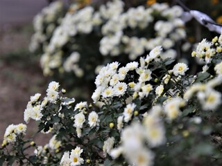 小さな白い菊の花