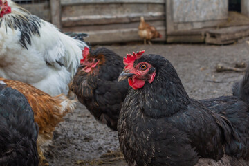 Homemade black chicken on a walk near the chicken coop. 