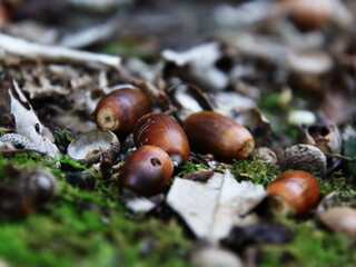 山道にどんぐりがたくさん落ちていた