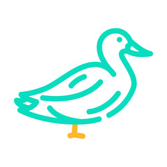 duck farm bird color icon vector. duck farm bird sign. isolated symbol illustration
