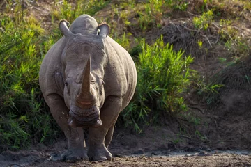 Deurstickers White rhinoceros, square-lipped rhinoceros or rhino (Ceratotherium simum) Mpumalanga. South Africa. © Roger de la Harpe