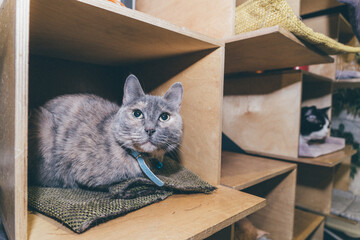 domestic cat lie in a cozy place