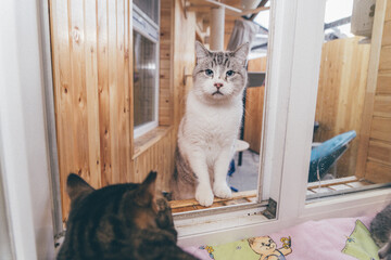 shelter for homeless cats, the cat looks into the lens