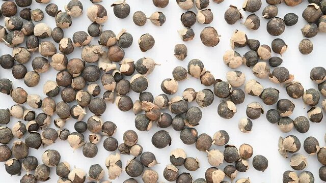 top view herb ManJingZi or Viticis Fructus or Sinplelaef Shrub Chastetree Fruit rotating