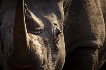 White rhinoceros, square-lipped rhinoceros or rhino (Ceratotherium simum) Mpumalanga. South Africa.